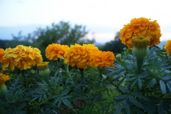 SONY DSC