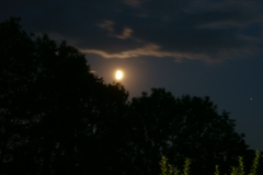 SONY DSC
