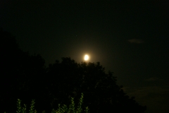 SONY DSC
