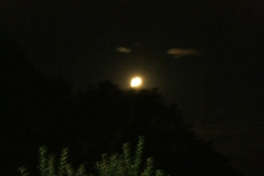 SONY DSC