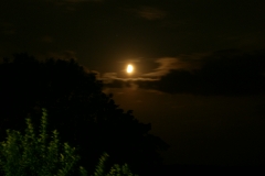 SONY DSC