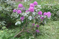 20150516_tour_zum_schloss_altdoebern_006