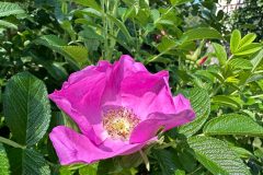 20240825_055 20240825_055