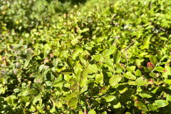 20240825_131 20240825_131